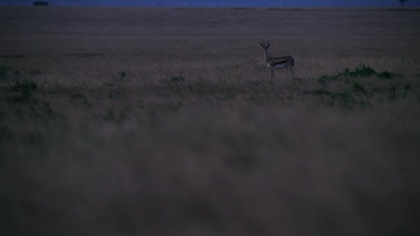 Cheetahs Looking Hunt Prey Walking Forward Night Scene Middle African — Video Stock