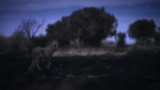 Detailní Záběr Gepardí Noční Scény Africké Savaně Tanzanie — Stock video