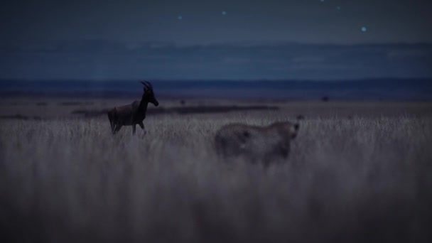 Gepardi Kteří Hledají Loveckou Kořist Kráčející Noční Scéně Uprostřed Africké — Stock video