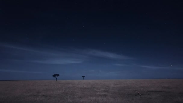 Den Afrikanska Savannen Landskap Natten Scen Tanzania — Stockvideo