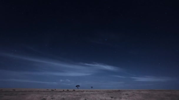 Het Afrikaanse Savanne Landschap Bij Nacht Scene Tanzania — Stockvideo