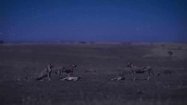 Cheetahs Nachtelijke Scène Afrikaanse Savanne Tanzania — Stockvideo