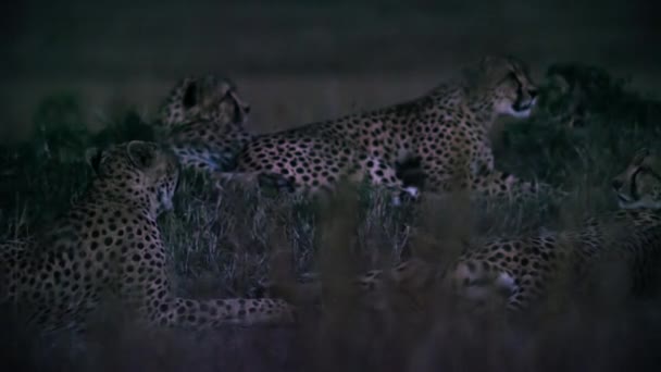 Zbliżenie Sceny Nocnej Gepardów Afrykańskiej Sawannie Tanzania — Wideo stockowe