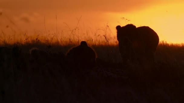 Cheetah Σιλουέτα Κατά Δύση Του Ήλιου Της Αφρικανικής Σαβάνας Τανζανία — Αρχείο Βίντεο