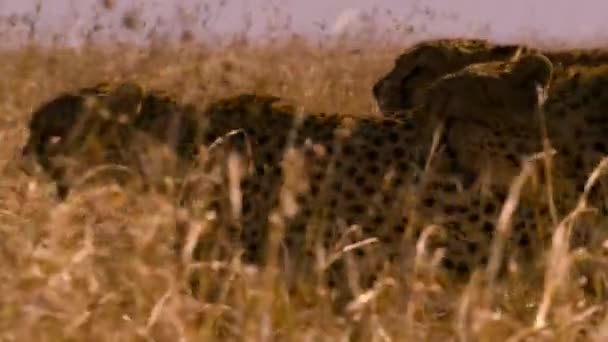 Close Low Angle View Cheetahs Savanna Tanzania — Stock Video