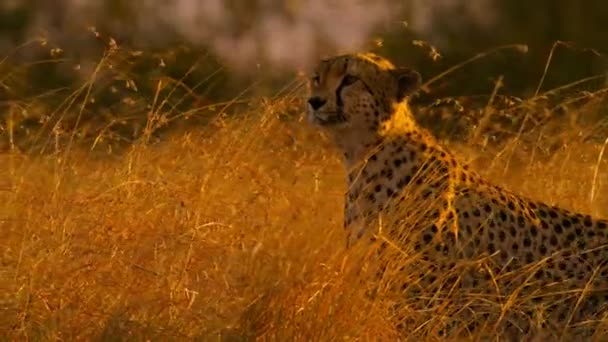 Vista Cerca Del Ángulo Bajo Cheetahs Savanna Tanzania — Vídeo de stock