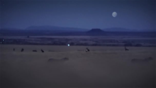 Cheetahs Looking Hunt Prey Walking Forward Night Scene Middle African — Stock Video