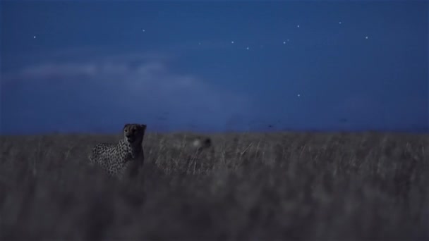 Primer Plano Escena Nocturna Cheetahs Sabana Africana Tanzania — Vídeos de Stock