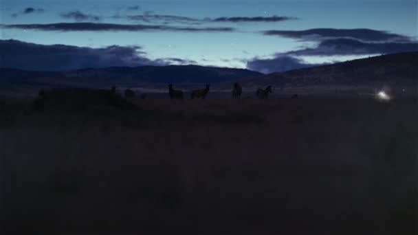 Cheetahs Looking Hunt Prey Walking Forward Night Scene Middle African — Vídeo de Stock