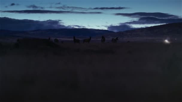 Cheetahs Procura Presas Caça Caminhando Para Frente Cena Noturna Meio — Vídeo de Stock