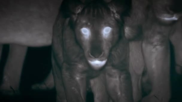 Zbliżenie Scen Nocnych Lwów Środku Afrykańskiej Sawanny Tanzania Kamera Termowizyjna — Wideo stockowe