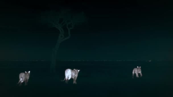 Lions Looking Hunt Prey Walking Forward Night Scene Middle African — Vídeo de Stock