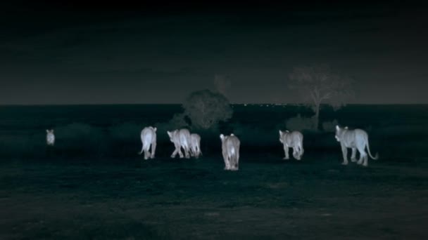 Aslanlar Afrika Savanasının Ortasında Tanzanya Gece Sahnesinde Ileri Doğru Yürüyen — Stok video