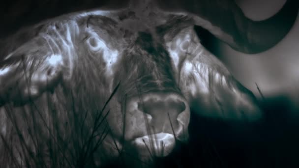 Przylądek Buffalo Zbliżenie Nocną Scenę Środku Afrykańskiej Sawanny Tanzania Kamera — Wideo stockowe