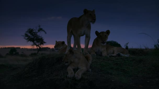 Primer Plano Leones Escena Nocturna Medio Sabana Africana Tanzania — Vídeos de Stock