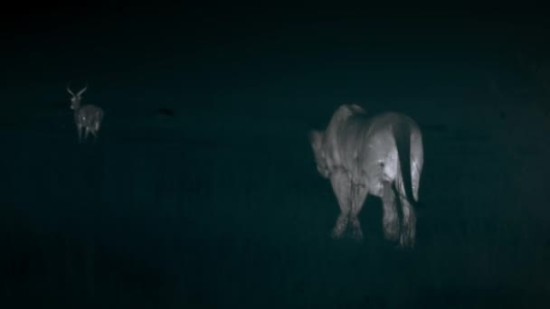 ライオンズは タンザニアのアフリカのサバンナの真ん中で夜間のシーンで前方に歩いて獲物を狩りを探しています 熱検出用サーマルカメラ — ストック動画