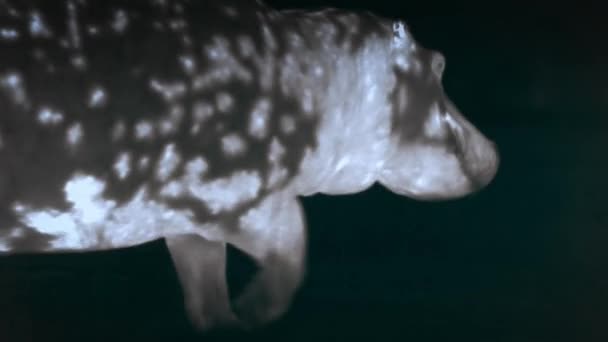 Lions Chassant Hippopotame Sur Scène Nocturne Milieu Savane Africaine Tanzanie — Video
