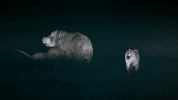 Lions Hunting Hippopotamus Night Scene Middle African Savanna Tanzania Heat — стоковое видео