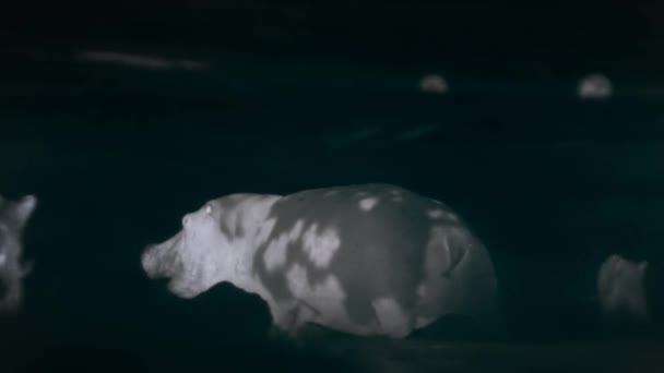 Lwy Polują Hipopotama Nocnej Scenie Środku Afrykańskiej Sawanny Tanzanii Kamera — Wideo stockowe