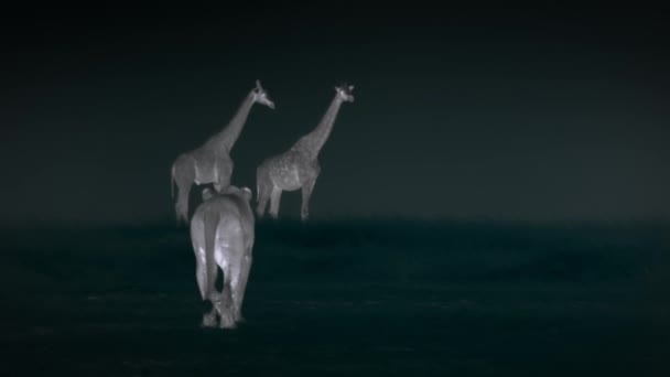 Lions Looking Hunt Prey Walking Forward Night Scene Middle African — Vídeo de Stock