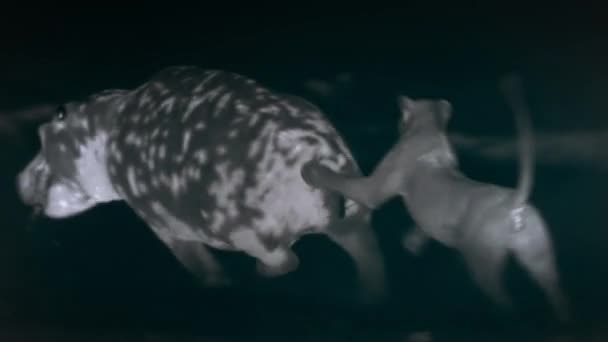 Lions Chassant Hippopotame Sur Scène Nocturne Milieu Savane Africaine Tanzanie — Video