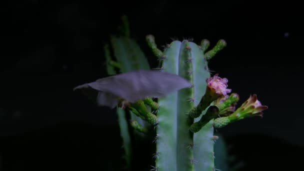 Meksika Uzun Dilli Yarasası Choeronycteris Mexicana Sonoran Çölü Saguaro Ulusal — Stok video