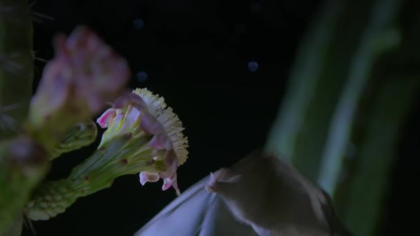 メキシコの長い舌を持つコウモリ Choeronycteris Mexicana 米国アリゾナ州サガロ国立公園のソノラン砂漠の夜にサボテンの花の蜜を食べます — ストック動画