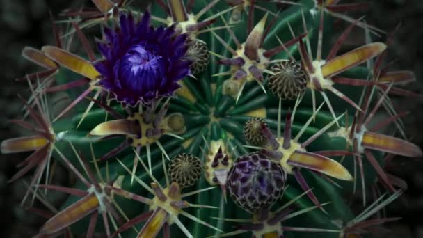 Timelapse Blooming Flower Cactus Night Sonoran Desert Saguaro National Park — Vídeos de Stock