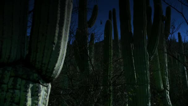 Después Del Amanecer Cactus Saguaro Desierto Sonora Parque Nacional Saguaro — Vídeo de stock