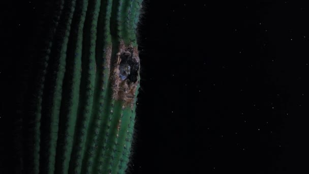 Ugglan Bor Kaktus Som Ett Skydd Natten Sonoran Desert Saguaro — Stockvideo
