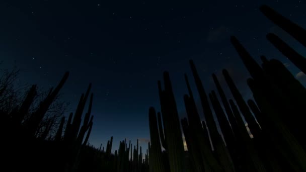 亚利桑那州萨瓜罗国家公园索诺兰沙漠的萨瓜罗仙人掌日出后 — 图库视频影像