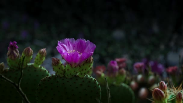 Timelapse Blooming Flower Cactus Night Sonoran Desert Saguaro National Park — Vídeos de Stock