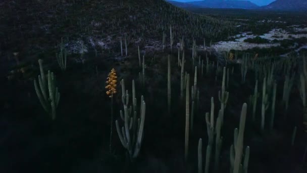 Wschodzie Słońca Kaktusy Saguaro Pustyni Sonoran Park Narodowy Saguaro Arizona — Wideo stockowe