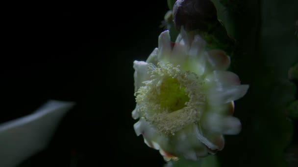 Mexikói Hosszú Nyelvû Denevér Choeronycteris Mexicana Nektárral Táplálkozik Kaktusz Virágában — Stock videók