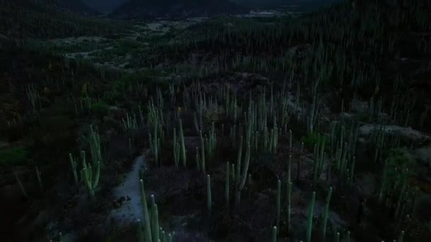 Après Lever Soleil Cactus Saguaro Dans Désert Sonoran Saguaro National — Video