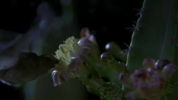 Mexikói Hosszú Nyelvû Denevér Choeronycteris Mexicana Nektárral Táplálkozik Kaktusz Virágában — Stock videók