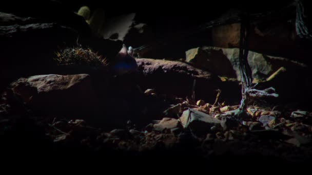 Closeup Tiny Grasshopper Mouse Night Sonoran Desert Saguaro National Park — 图库视频影像