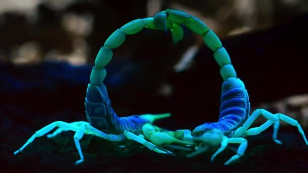 Gros Plan Scorpion Poilu Géant Proximité Sous Lumière Ultraviolette Dans — Video