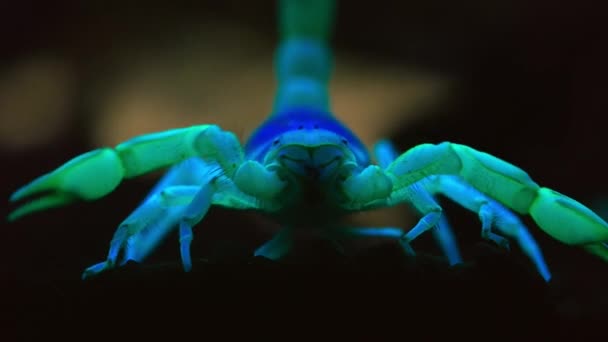 Gros Plan Scorpion Poilu Géant Proximité Sous Lumière Ultraviolette Dans — Video