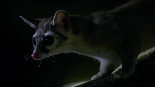 Κοντινό Πλάνο Ενός Μικρού Ποντικιού Ακρίδα Νύχτα Στην Έρημο Sonoran — Αρχείο Βίντεο