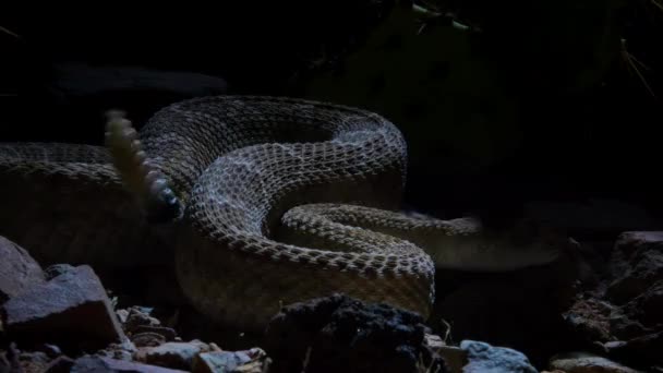 米国アリゾナ州サガロ国立公園ソノラン砂漠の夜のガラガラヘビの閉鎖 — ストック動画