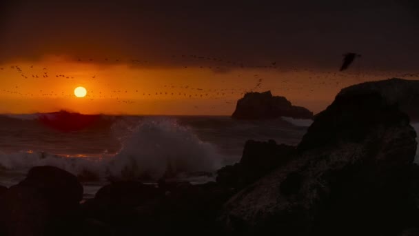 Aereo Drone Colpo Oceano Pacifico Onde Scogliere Deserto Uccelli Marini — Video Stock