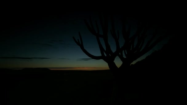 Time Lapse Video Sunrise Silhouetted Saguaro Cactus Sonoran Desert Saguaro — Vídeo de stock