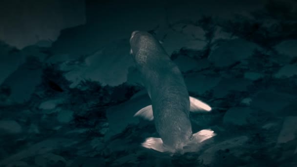 Foca Cachorros Primer Plano Descansando Sobre Rocas Escena Nocturna Las — Vídeo de stock