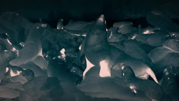 秘鲁国家保护区巴列斯塔斯群岛的海豹和幼崽夜间栖息在岩石上 热检测摄像机 — 图库视频影像