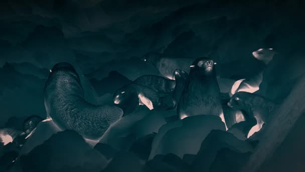 Robben Und Welpen Großaufnahme Auf Felsen Der Nacht Szene Ballestas — Stockvideo