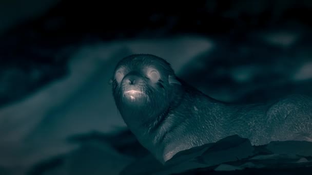 Těsnění Mláďata Detailní Odpočinek Skalách Noční Scéně Ballestas Islands Paracas — Stock video