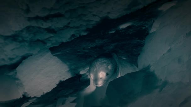 秘鲁国家保护区巴列斯塔斯群岛的海豹和幼崽夜间栖息在岩石上 热检测摄像机 — 图库视频影像