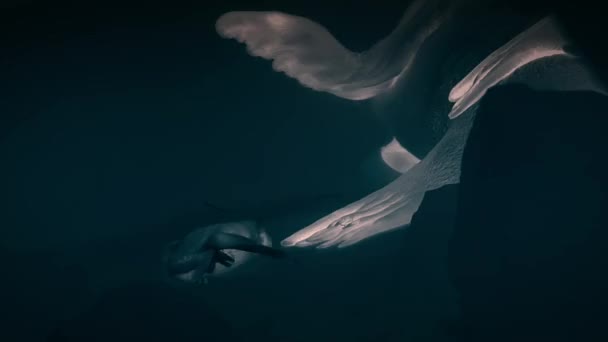 Vampiervleermuizen Zoek Naar Bloed Duisternis Met Jonge Zeehond Nachtscène Ballestas — Stockvideo