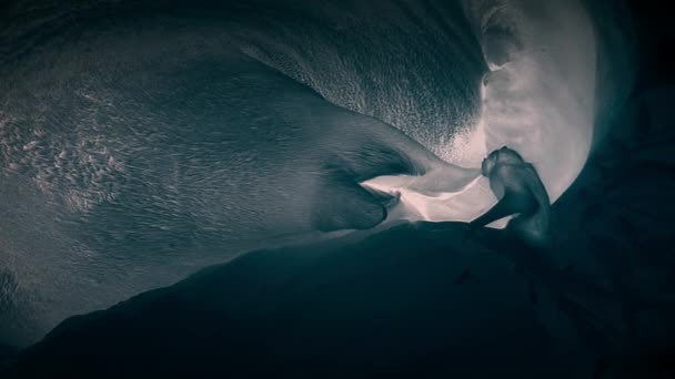 Vampiervleermuizen Zoek Naar Bloed Duisternis Met Jonge Zeehond Nachtscène Ballestas — Stockvideo